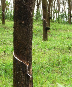 Malaysian body says rubber to “recover” in 2015