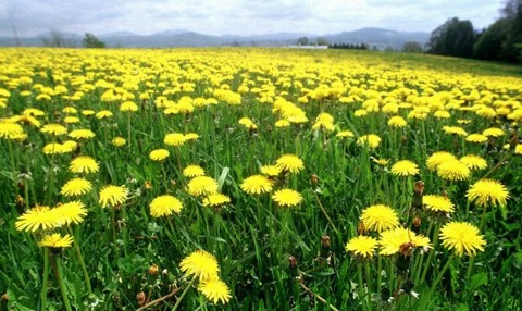 DRAFT Third-party tests indicate dandelion rubber may be hypoallergenic