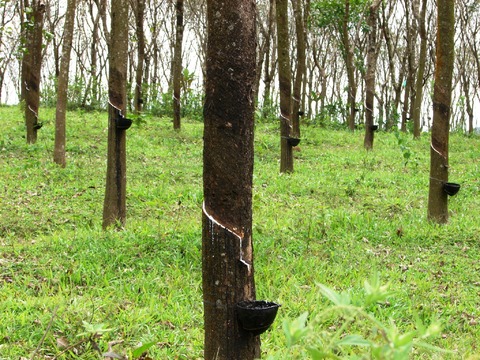 Chinese private sector eyes Thai rubber industry