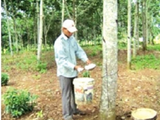 Hainan buys 208k tonnes of Thai rubber
