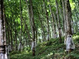Expert believes “worst is over” for natural rubber market