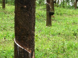 Malaysian body says rubber to “recover” in 2015