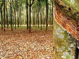 Report: World industrial rubber demand to keep growing