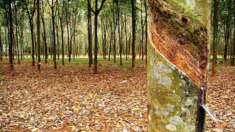 Report: World industrial rubber demand to keep growing