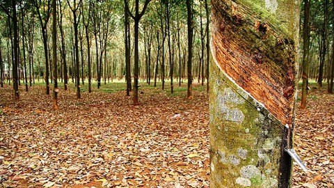 Rubber prices rise following oil increments