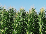 Johnson Matthey, Rennovia open bio-feedstock mini-plant