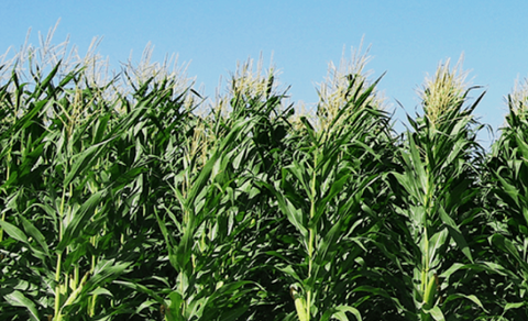 Johnson Matthey, Rennovia open bio-feedstock mini-plant