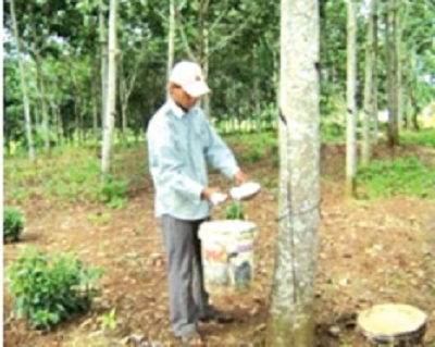 Vietnam rubber industry urged to develop strategy