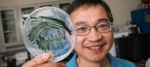  NREL scientist Jianping Yu holds a petri dish of cyanobacteria culture being grown in his lab.