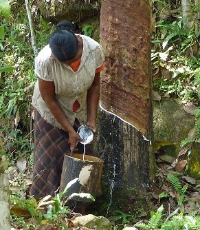 Thailand to downsize rubber plantations - report