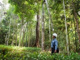 Forests council cuts off Vietnam Rubber Group