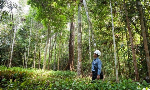 Forests council cuts off Vietnam Rubber Group