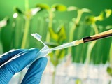 US biotech firm to study sunflower rubber