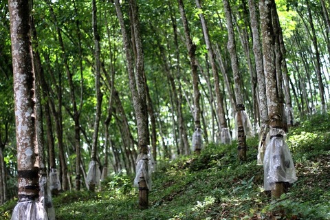 Producers to set up rubber market by June 2016