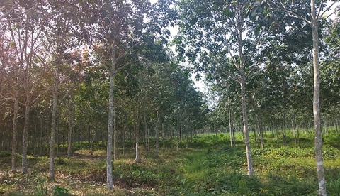 Malaysia to rubberise 1,000km of roads