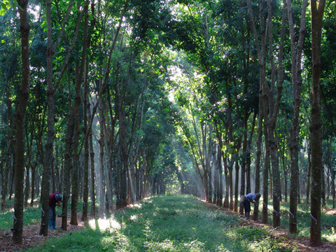 SIPH sees global natural rubber stocks reducing