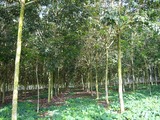 Toyo joins IRSG sustainable rubber scheme