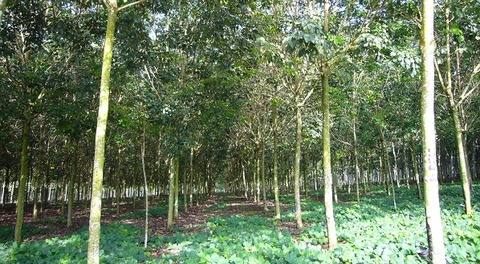Toyo joins IRSG sustainable rubber scheme