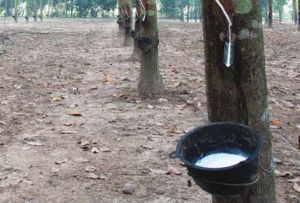 The transaction would create the world’s largest and most comprehensive natural rubber supply chain management firm, according to a March 28 press release from Halcyon Agri. The businesses would be combined under the Halcyon Agri name and continue to be listed on the Singapore Commodity Exchange.