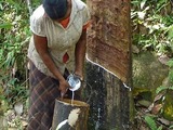 Sri Trang: Buyers beware of under-the-weather rubber tappers!