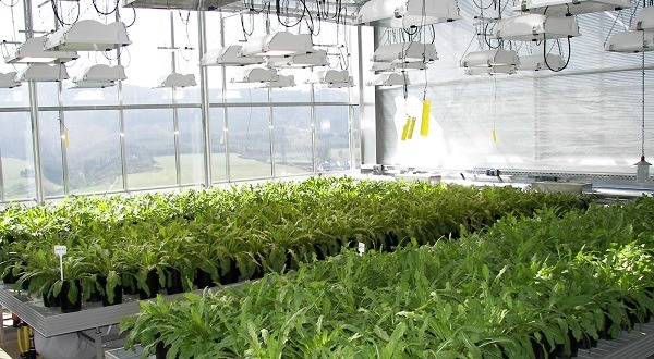 Conti expanding dandelion rubber research facility