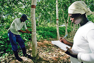 WWF lauds Michelin’s sustainable rubber policy