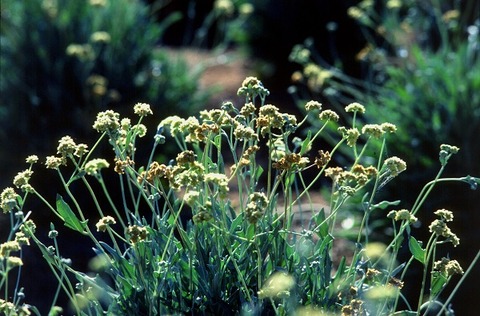 Guayule rolling toward use in mass production