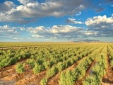 Bridgestone's guayule farm in Arizona