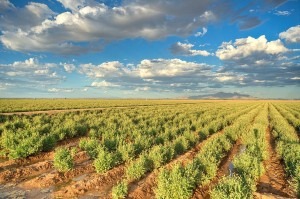  Bridgestone's guayule farm in Arizona