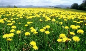 Conti's idea, according to Zmolek, is to plant dandelions close to production facilities, not only cutting down on transport costs but also reducing carbon dioxide emissions. The social, economic and environmental advantages of rubber dandelions are enormous, he said.