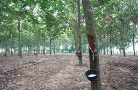 Natural rubber price rally continues apace