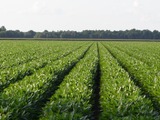 US firm says soybean oil ‘best natural additive’