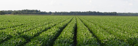 US firm says soybean oil ‘best natural additive’