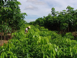 Hainan Rubber profits from NR price trend