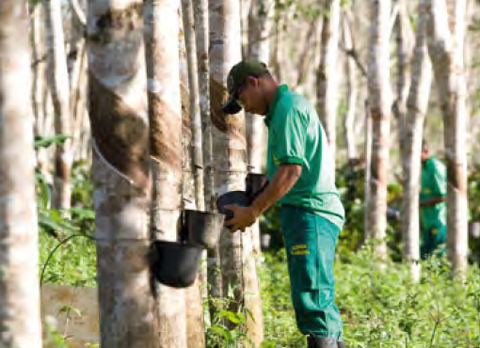 ANRPC predicts natural rubber shortage