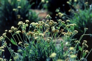  Guayule, a shrub grown primarily in the southwestern US, contains latex that can be processed into rubber for use in tires.