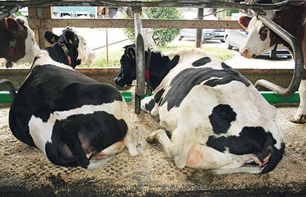Kraiburg expands rubber mats facility