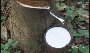 Brussels  – Natural rubber has been included on the EU’s ‘critical raw material list’, the European Tyre &amp; Rubber Manufacturers’ Association (ETRMA) has reported.