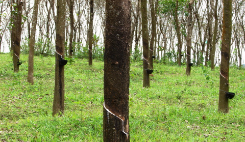 ANRPC: Rubber prices “flat” in November