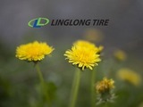 Linglong to fund research into dandelion rubber