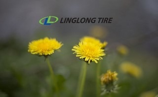 Linglong to fund research into dandelion rubber