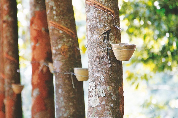 Halcyon to become world no.1 in SIR natural rubber