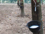 Natural rubber production up nearly 7% in 2017
