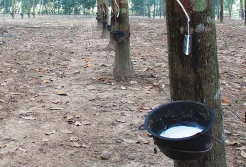 Natural rubber production up nearly 7% in 2017