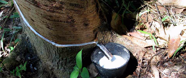Natural rubber prices fall sharply as oversupply looms