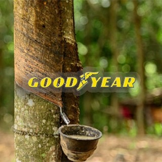 Green group questions Goodyear NR procurement plan