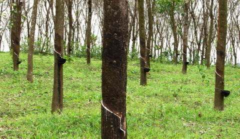 Natural rubber still weak, cartel mooted