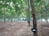 ANRPC: China, India set to drive up NR consumption