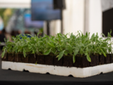 Guayule waiting to be planted at Nokian's new testing facility in Spain.
