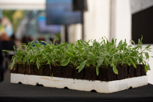  Guayule waiting to be planted at Nokian's new testing facility in Spain.